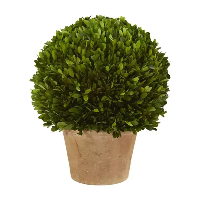 15in. Boxwood Ball Preserved Plant in Planter