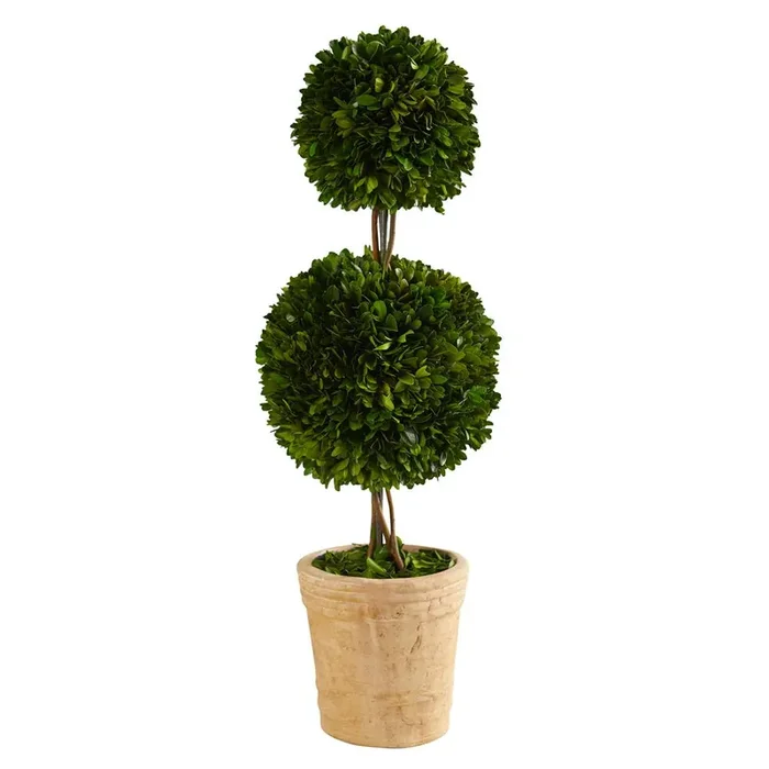 2.5ft. Preserved Boxwood Double Ball Topiary Tree in Decorative Planter
