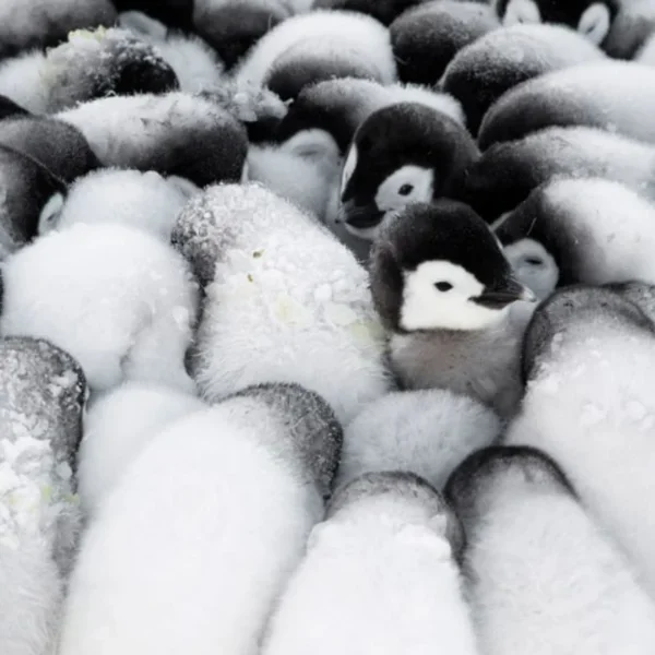 Fluff Formation Christmas Card Pack