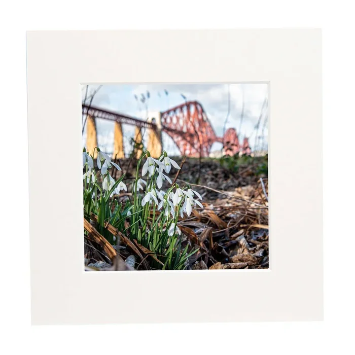 Forth Bridge Snowdrop Mounted Print